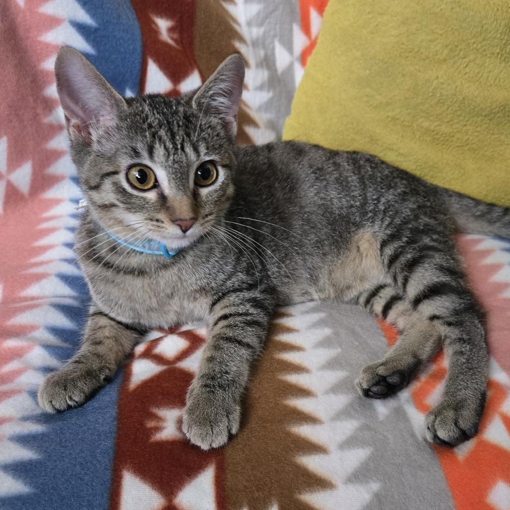 Snickerdoodle, an adoptable Domestic Short Hair in Wichita, KS, 67208 | Photo Image 4