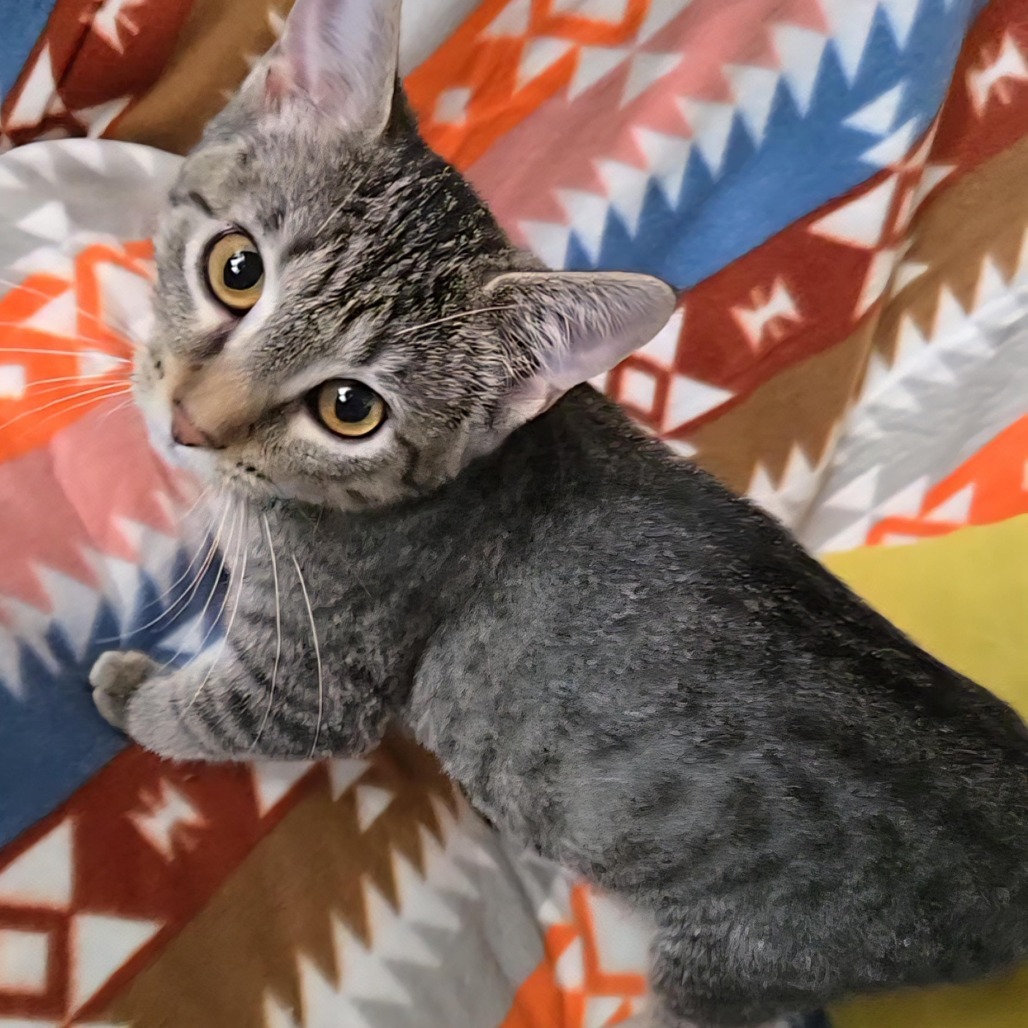 Snickerdoodle, an adoptable Domestic Short Hair in Wichita, KS, 67208 | Photo Image 5