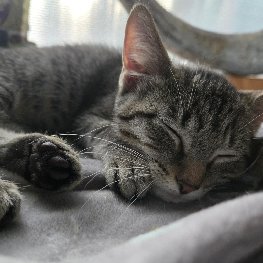 Snickerdoodle, an adoptable Domestic Short Hair in Wichita, KS, 67208 | Photo Image 6