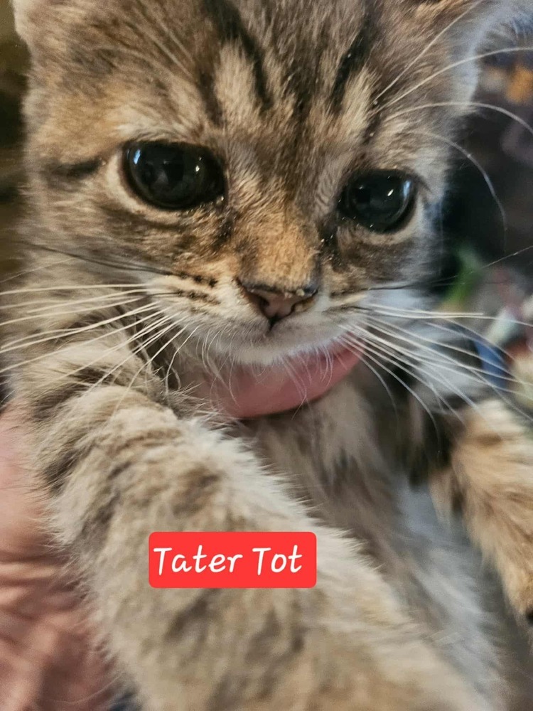 Tater Tot