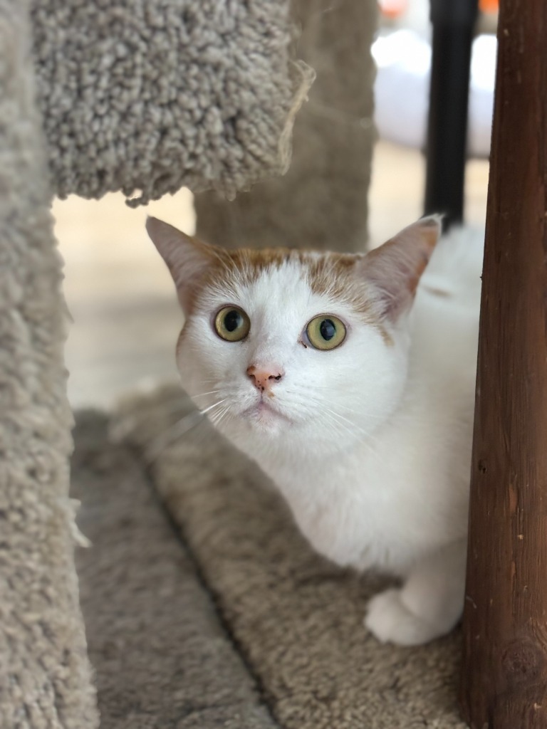 Claire, an adoptable Domestic Short Hair in Corpus Christi, TX, 78414 | Photo Image 1