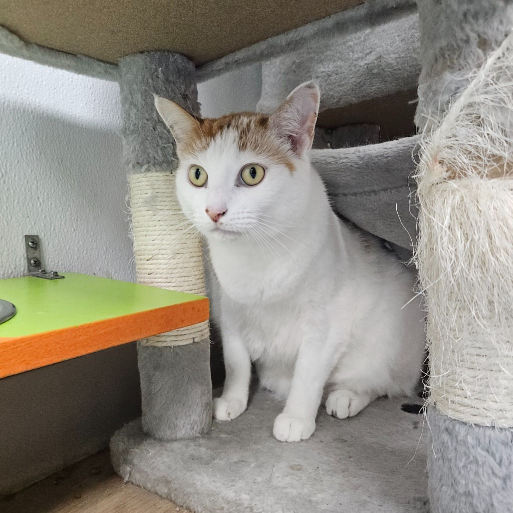 Claire, an adoptable Domestic Short Hair in Corpus Christi, TX, 78414 | Photo Image 2