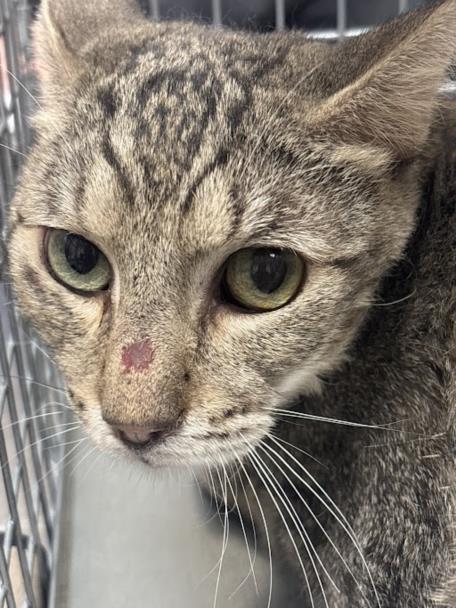 THOMAS, an adoptable Domestic Short Hair in Las Vegas, NV, 89101 | Photo Image 1