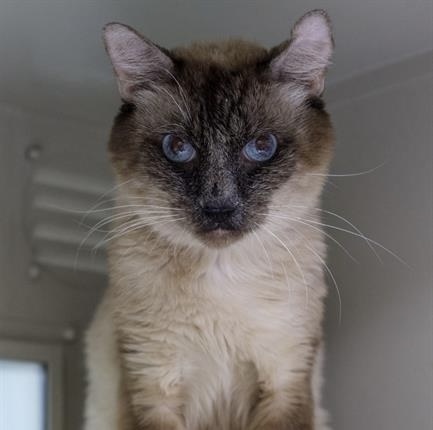 LUCA, an adoptable Siamese in Las Vegas, NV, 89101 | Photo Image 1