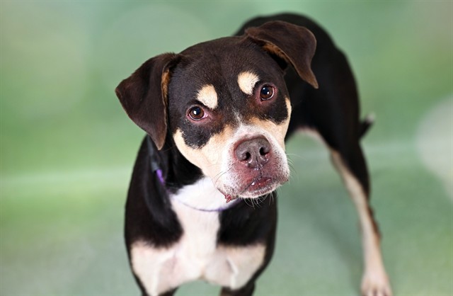 MAEVE, an adoptable Harrier, Mixed Breed in Fort Lauderdale, FL, 33312 | Photo Image 1