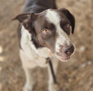 PLUTO, Adult Male unknown