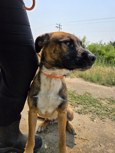 WALTER, an adoptable German Shepherd Dog in Casper, WY, 82601 | Photo Image 1