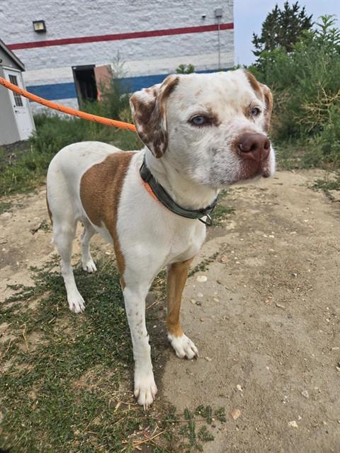 DENALI, an adoptable Pit Bull Terrier in Casper, WY, 82601 | Photo Image 1