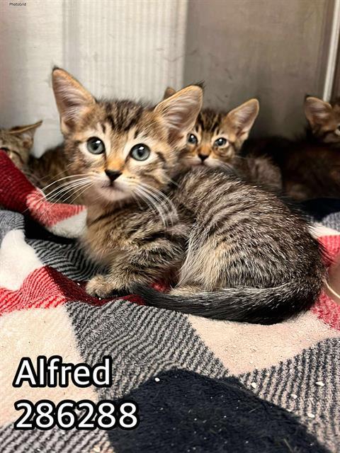 Alfred