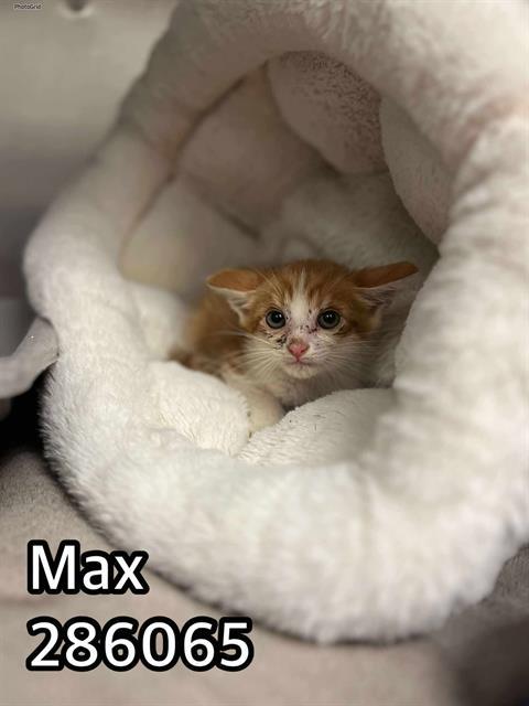Max