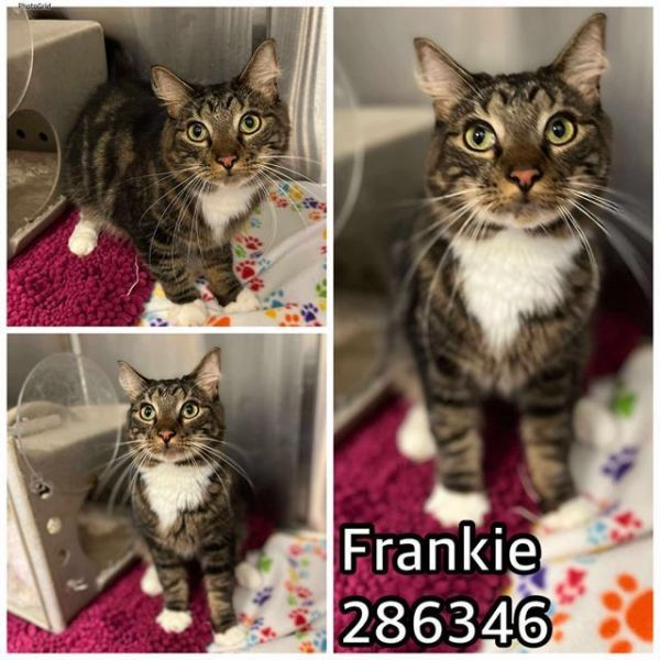 Frankie