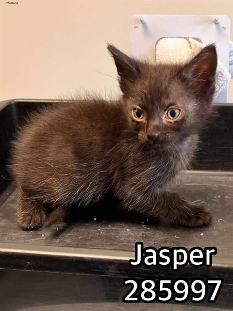 Jasper