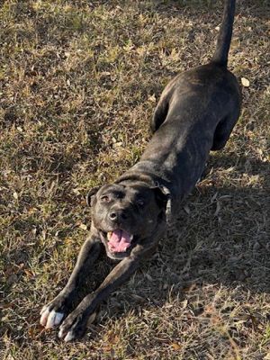 MOONSHINE, Adult Male unknown