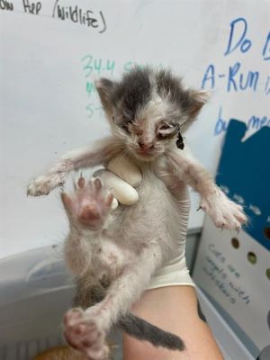 KIT FURY, Baby Female unknown