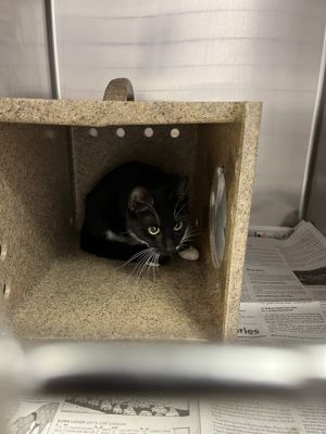 A1471021, Young Female unknown