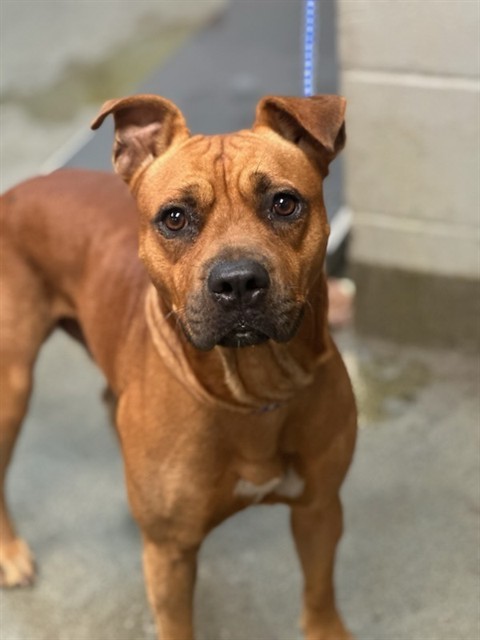 BRUNO