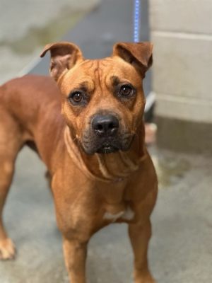 BRUNO, Adult Male unknown