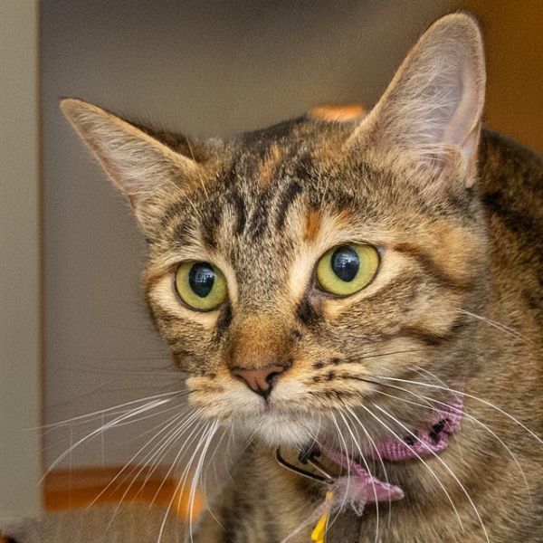 Kiki