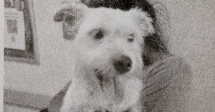 Skipper
