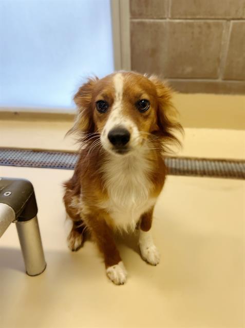 TOBY, an adoptable Papillon, Mixed Breed in Blythe, CA, 92225 | Photo Image 1