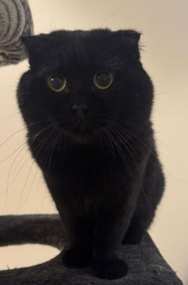 Blacky Panther