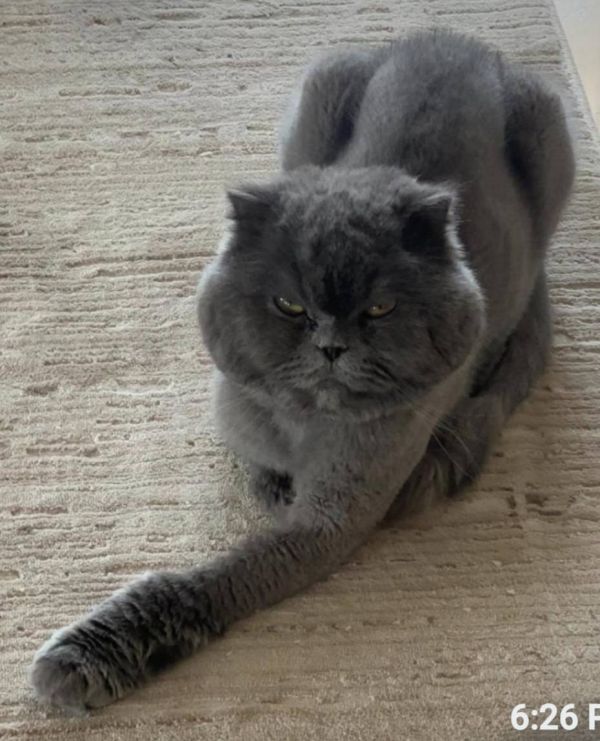 Shadow Grey