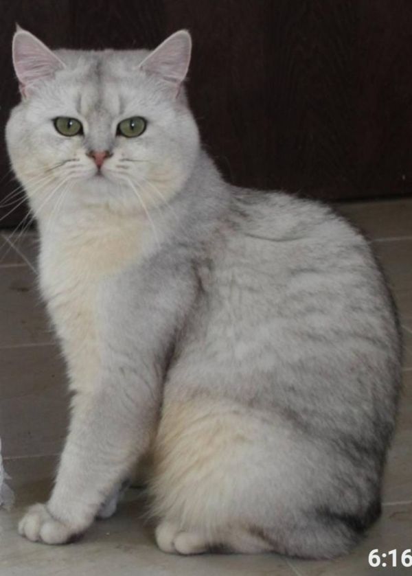 Kaya