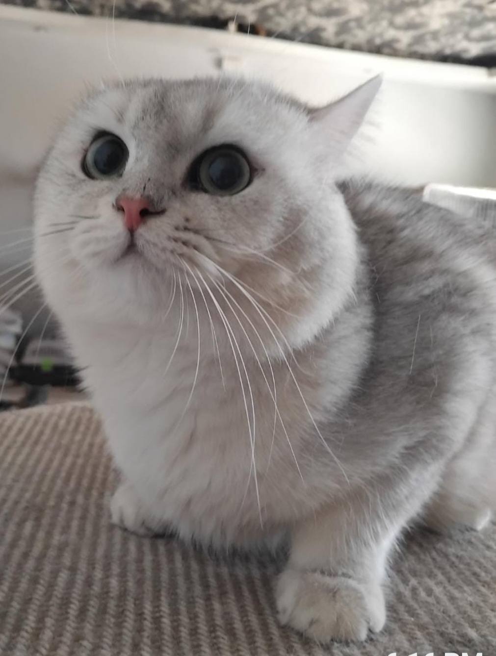 Kaya