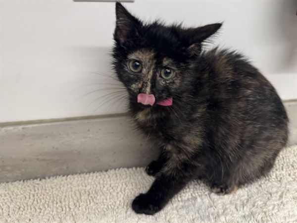Tortie