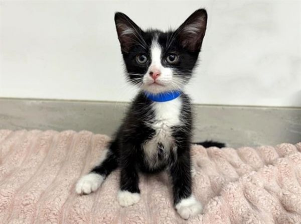 Tuxedo