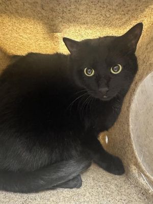 NEBULA, Adult Male unknown