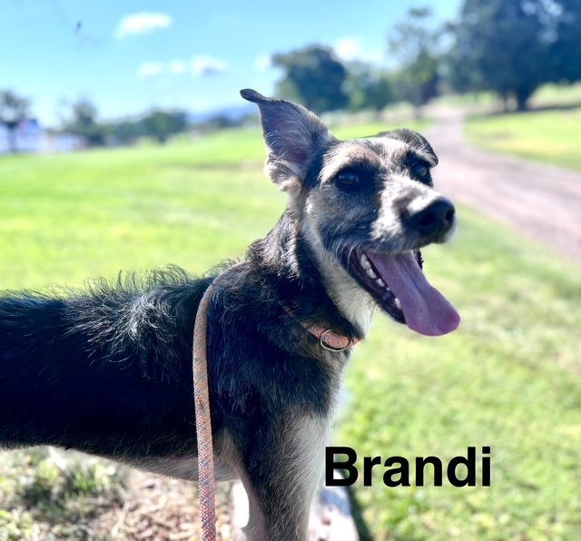 BRANDIE