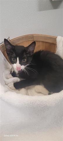MILLIE, Young Female unknown