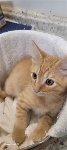 WILBUR, Baby Male unknown