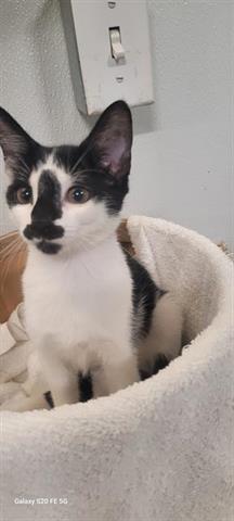MOLLY, Young Female unknown