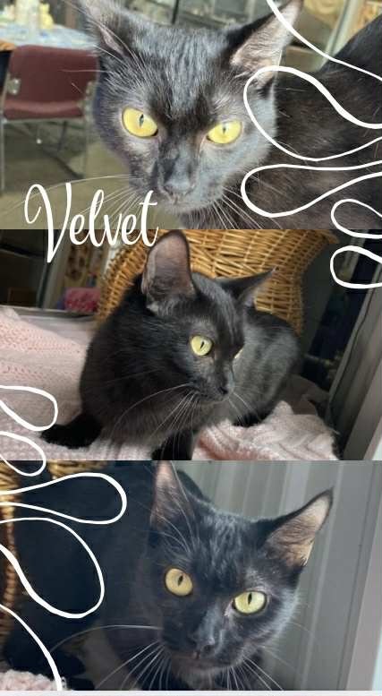 Velvet