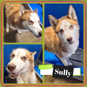 Sully, Young Male unknown