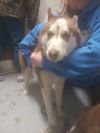 Sully photo 2