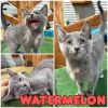Watermelon -Silo photo 1