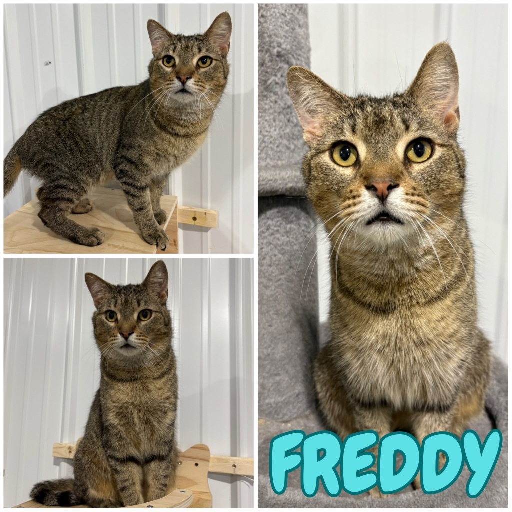 Freddy