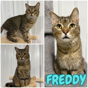 Freddy, Adult Male unknown