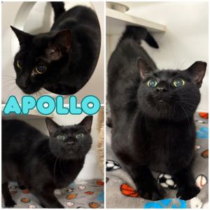 Apollo, Senior Male unknown