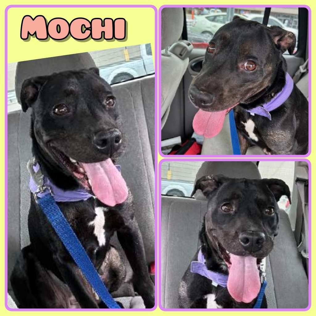 Mochi