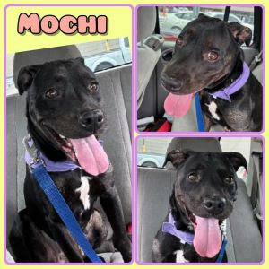 Mochi, Adult Female unknown
