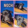 Mochi photo 3