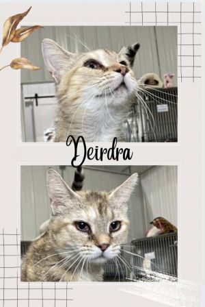 Deirdra, Adult Female unknown
