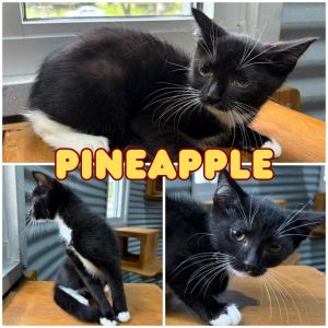 Pineapple - Silo, Baby Male unknown