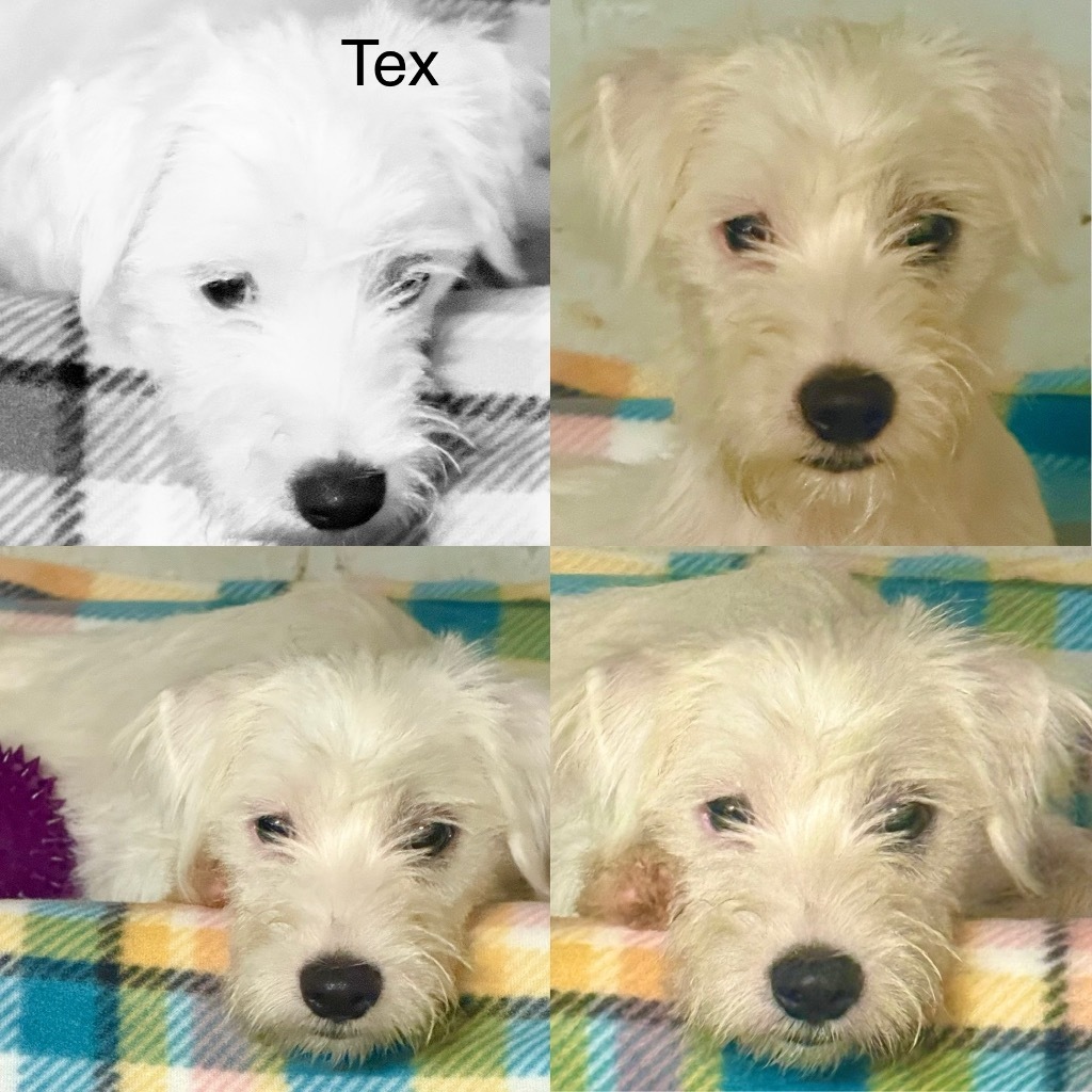 Tex