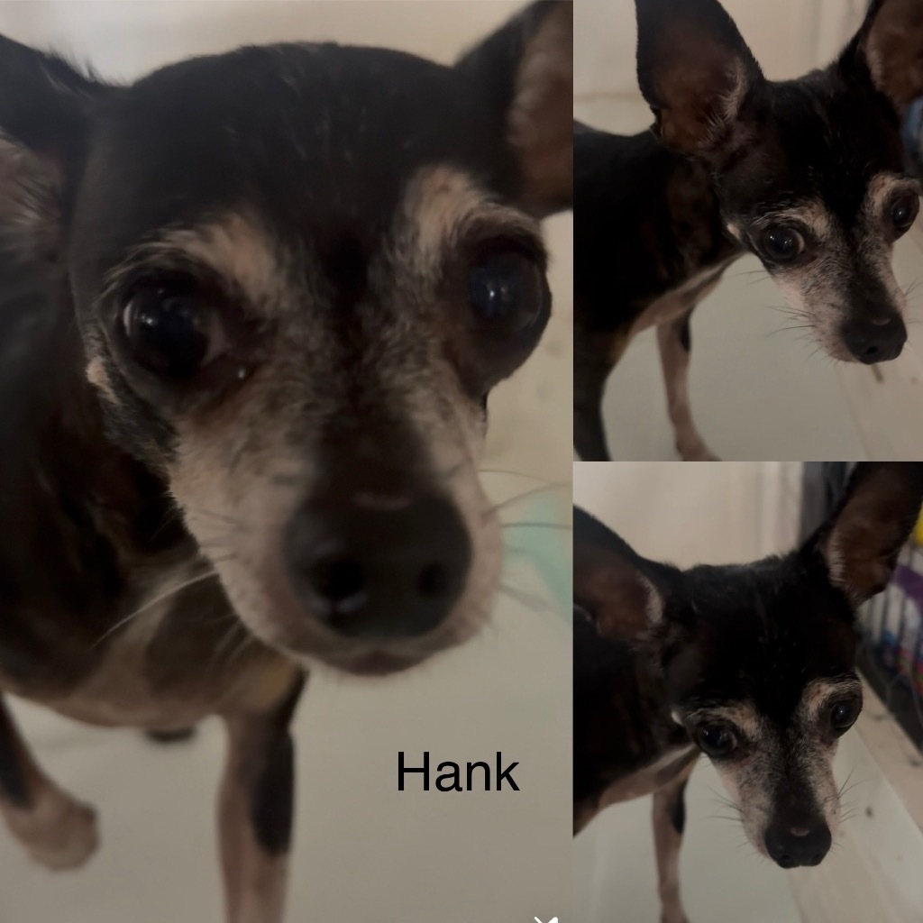 Hank