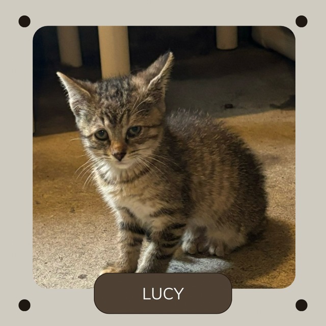 Lucy